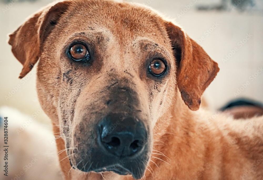 Portrait of sad dog in shelter waiting to be rescued and adopted to new home. Shelter for animals concept Portrait of sad dog in shelter waiting to be rescued and adopted to new home. Shelter for animals concept