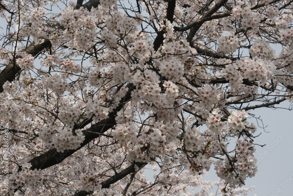 cherry blossoms cherry blossoms
