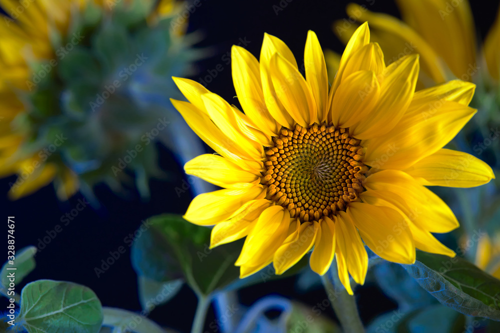 Fototapeta premium Abstract beautiful green sunflower burgeon developing macro close-up, over blurred sunflowers background as concept for production of vegetable oil.