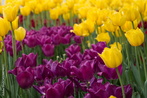 Yellow and purple tulips on a background of green leaves.