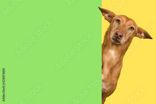 Portrait of a cute podenco andaluz on a yellow background looking around the corner of a green empty board with space for copy photo
