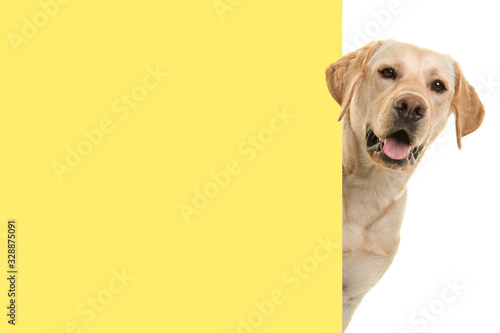 Photo Portrait of a blond labrador retriever dog looking around the corner of an yello
