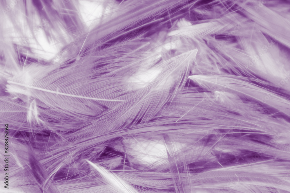 Beautiful abstract colorful gray and purple feathers on white background and soft white feather texture on white pattern and purple background, colorful feather, purple banners Beautiful abstract colorful gray and purple feathers on white background and soft white feather texture on white pattern and purple background, colorful feather, purple banners