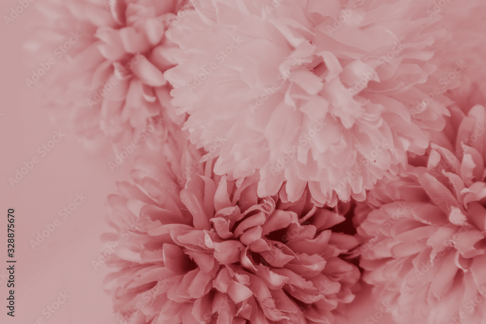 Beautiful abstract color white and red flowers on white background and white flower frame and pink leaves texture, light red background, colorful red banner happy valentine Beautiful abstract color white and red flowers on white background and white flower frame and pink leaves texture, light red background, colorful red banner happy valentine