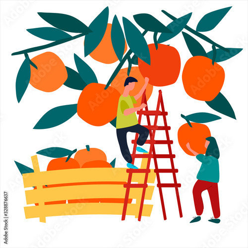 People picking oranges into wooden crate. Harvesting concept. Agritourism concept. Pick-your-own concept. Fresh fruit concept. Hand drawn vector illustration in abstract flat style