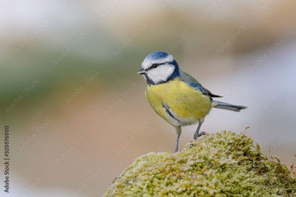 Obraz premium Blaumeise (Parus caeruleus)