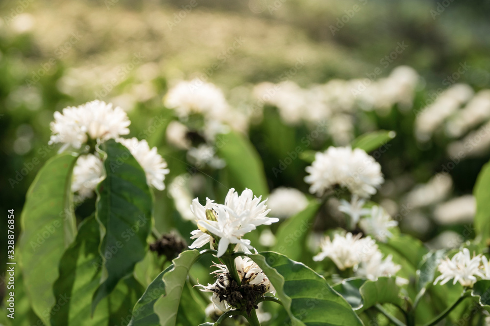Coffee tree blossom with white color flower close up view Coffee tree blossom with white color flower close up view