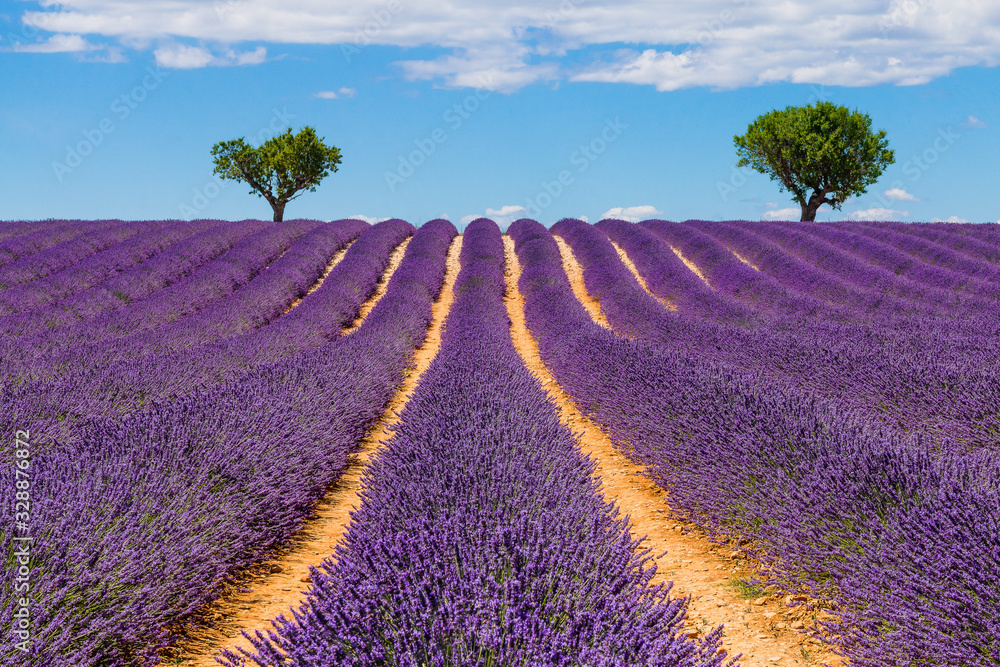 Fototapeta premium Provence, France.
