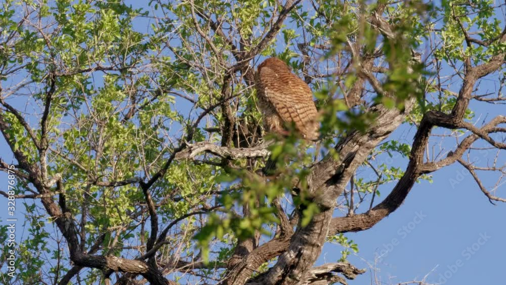 Rare Pels Fishing Owl Perched In A Tree Branch In Botswana South Africa - wide shot Rare Pels Fishing Owl Perched In A Tree Branch In Botswana South Africa - wide shot