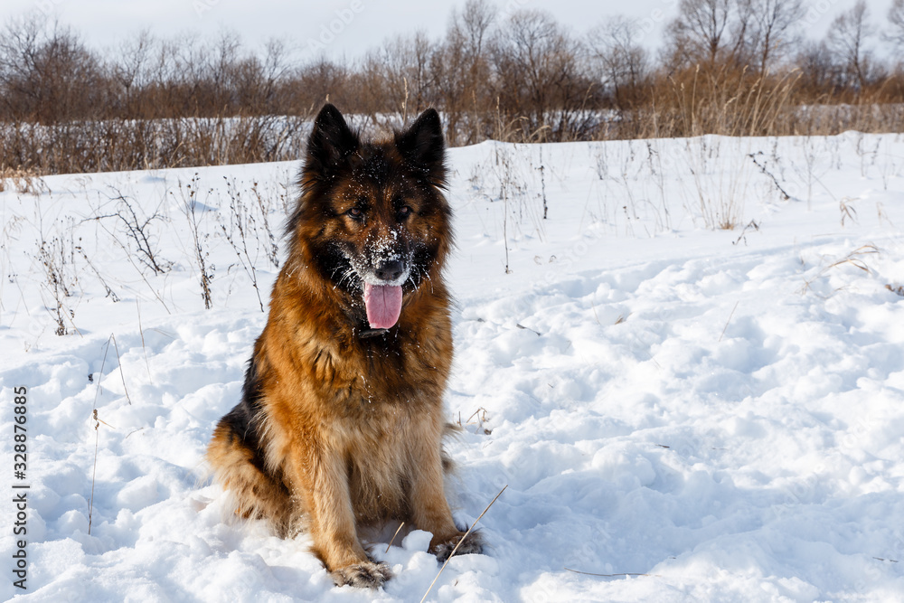German shepherd dog with his tongue hanging out sitting on the snow. German shepherd dog with his tongue hanging out sitting on the snow.