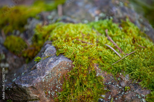 The detail of a large stone covered with a green lychee in early spring suitable as a background