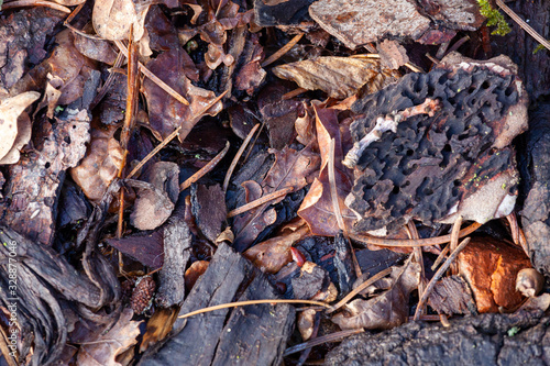 Brown-black mix of wooden bark leaves and stones suitable as background