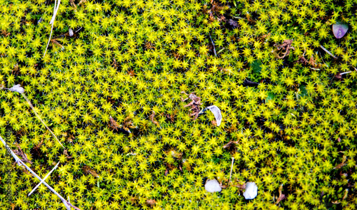Blooming moss, early spring. Background texture closeup.
