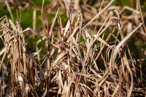 Dry grass growing out of a garden pond on spring day