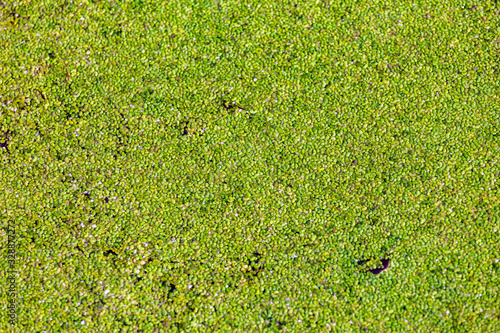 Green coating on the surface of the garden pond at the beginning of spring suitable as a background