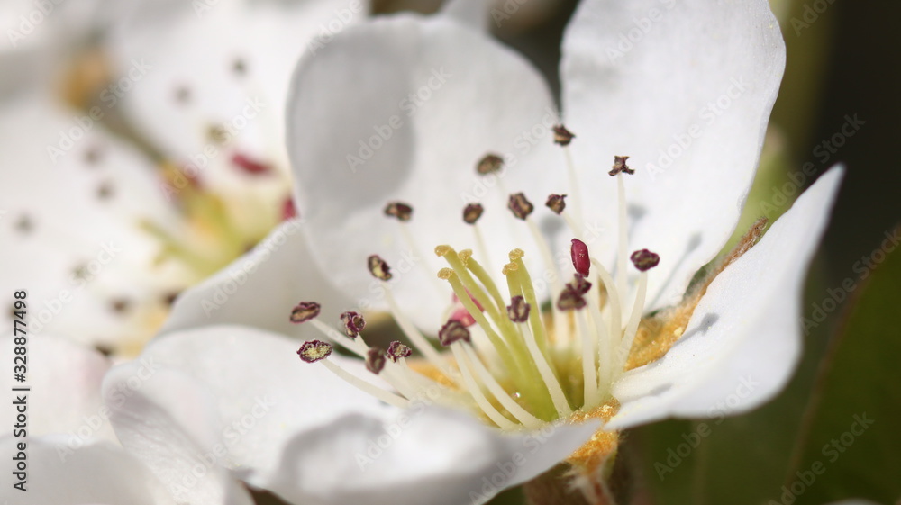 Obraz premium Frühlingsblume 