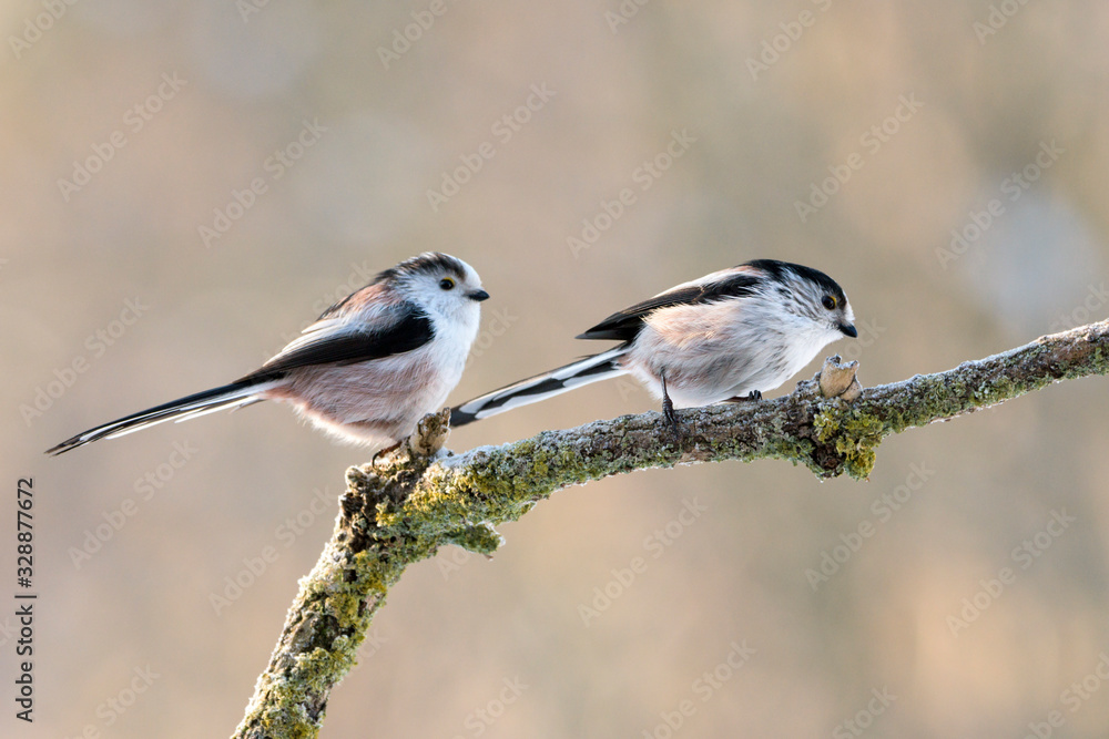 Fototapeta premium Schwanzmeisen