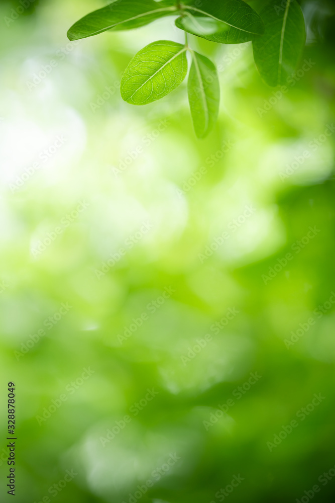 Obraz premium Nature of green leaf in garden at summer. Natural green leaves plants using as spring background cover page greenery environment ecology wallpaper