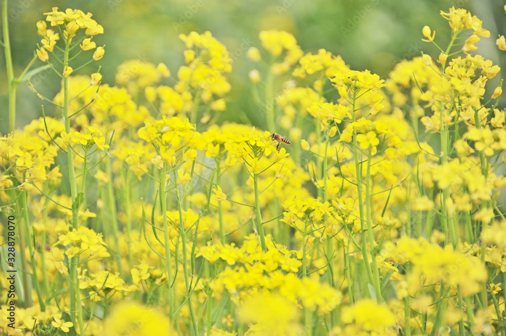 Blooming rape flowers, Jiangmen, Guangdong, China. Blooming rape flowers, Jiangmen, Guangdong, China.