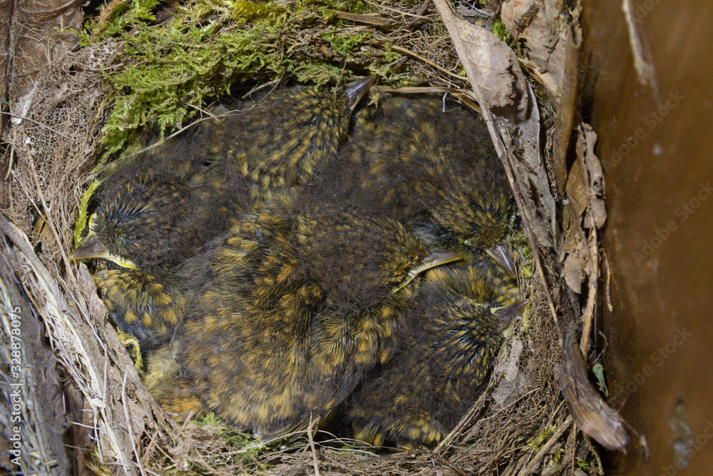 Obraz premium Rotkehlchennest