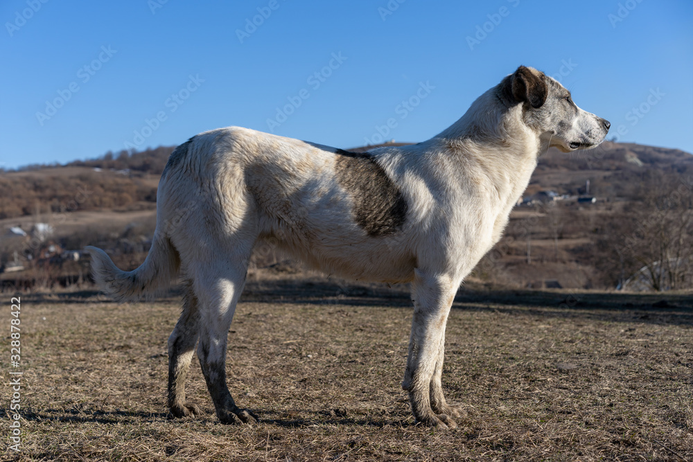 A dog on a background of mountains looking into the distance A dog on a background of mountains looking into the distance