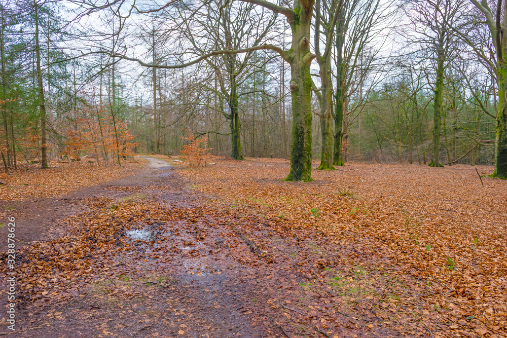 Path in a forest with pines and deciduous trees in sunlight in winter