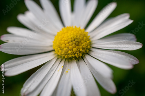 Beautiful white marguerite daisy flower with a green background