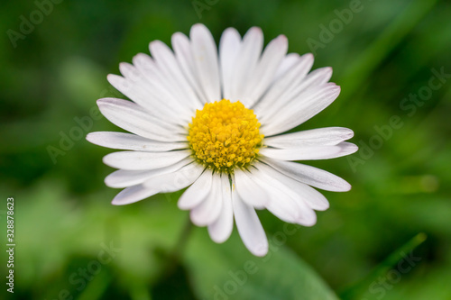 Beautiful white marguerite daisy flower with a green background