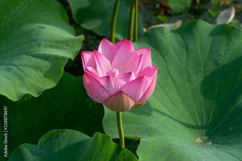 Close-Up of a pink lotus flower