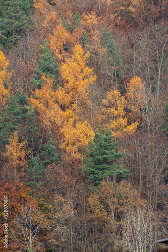 Beautiful green, orange and red autumn forest in Germany from above