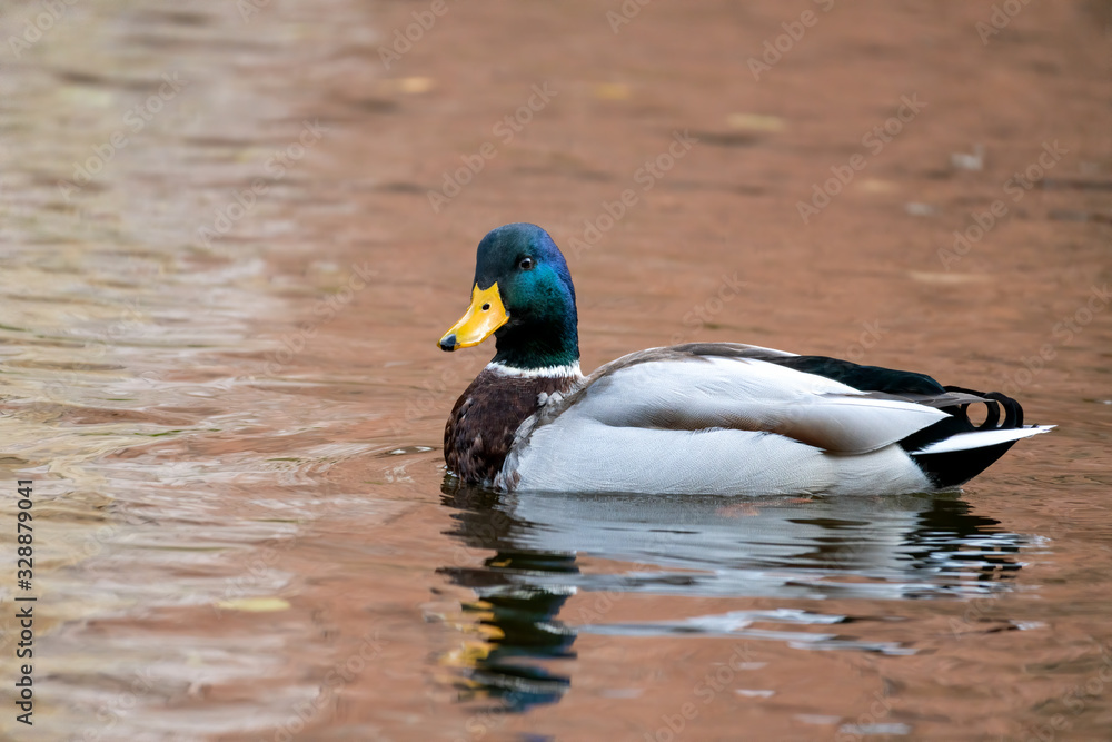 Close-Up of a male Drake Mallard duck Close-Up of a male Drake Mallard duck