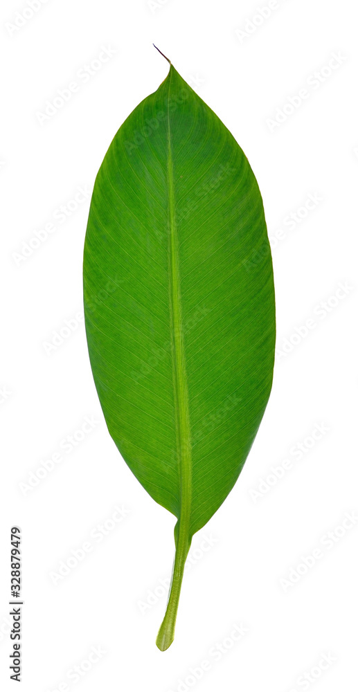 Obraz premium Banana leaf isolated on white background