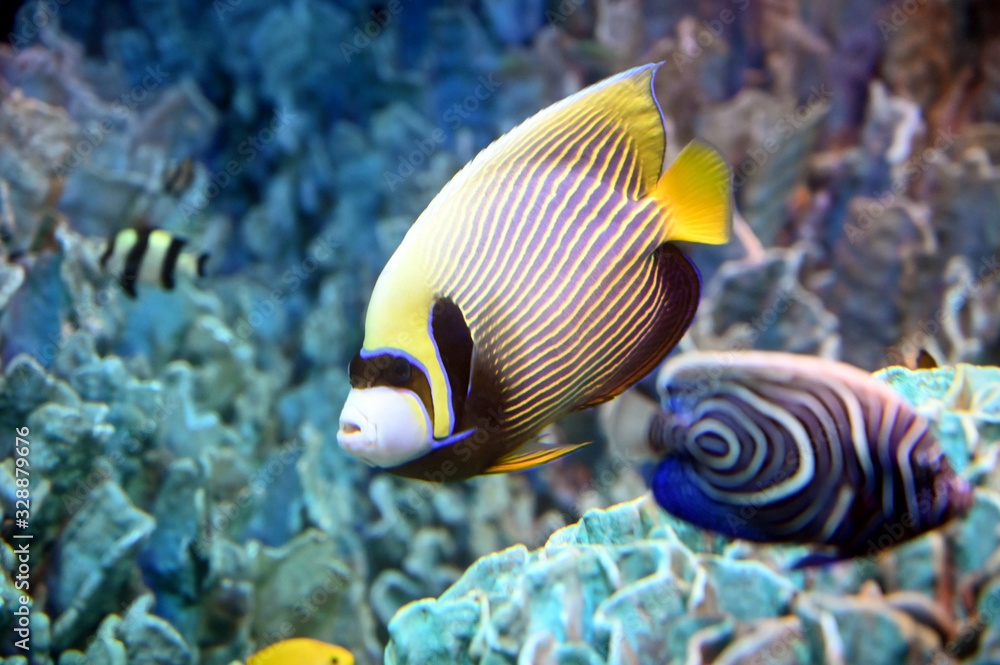 Fototapeta premium シマシマが美しいタテジマキンチャクダイ