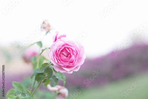 beautiful pink rose in the garden