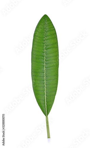 Plumeria or frangipani leaf  isolated on white background