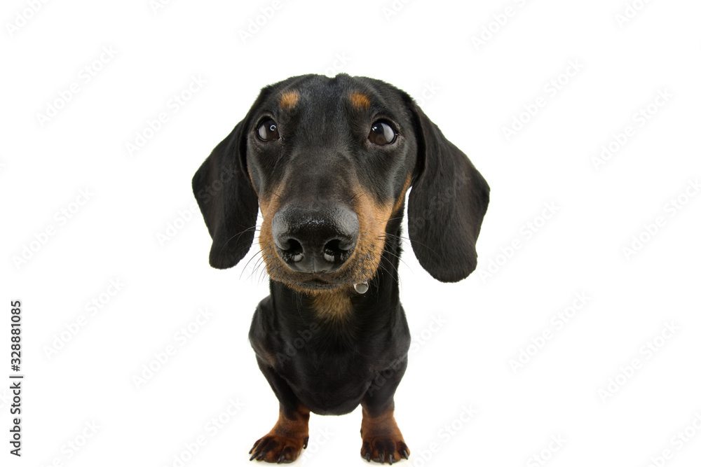 funny dachshund dog drooling. Isolate on white background.