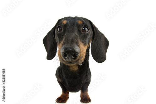 Fototapeta Naklejka Na Ścianę i Meble -  funny dachshund dog drooling. Isolate on white background.