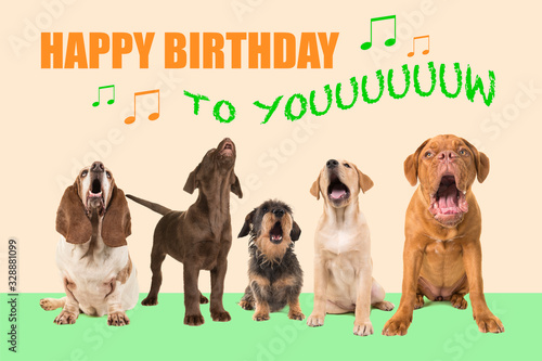 Photography Group of dogs with various breeds looking up singing on a colored background wit