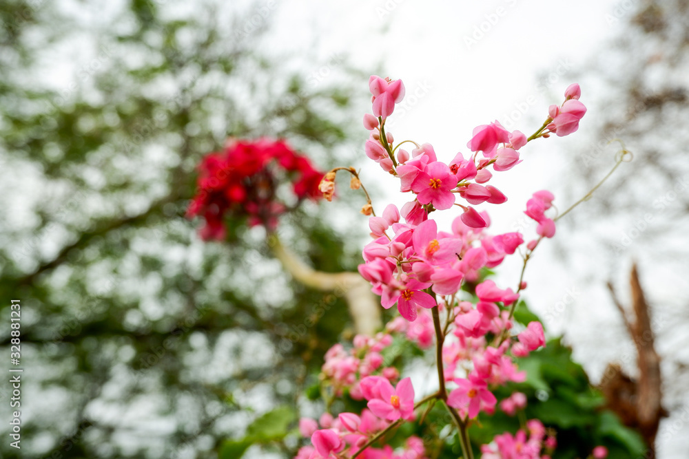 A small, pink flower commonly known as Mexican Creeper with red flower blurred background. A small, pink flower commonly known as Mexican Creeper with red flower blurred background.