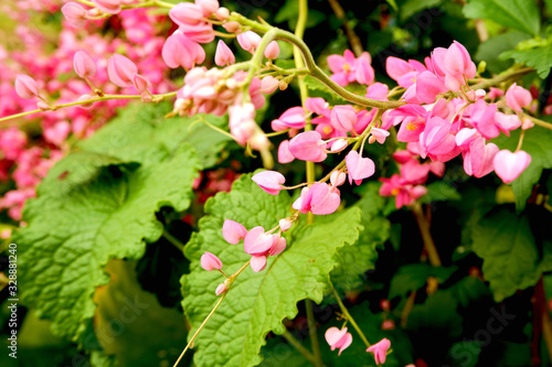 A small, pink flower commonly known as Mexican Creeper withgreen leaf background.