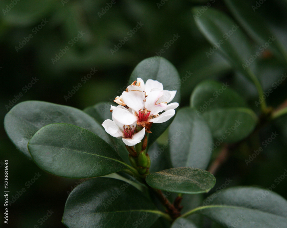White, miniature blooming flowers on a tree branch.