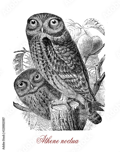 Little owl or Athene noctua, nocturnal bird with flat-topped head, a plump body and a querulous call photo