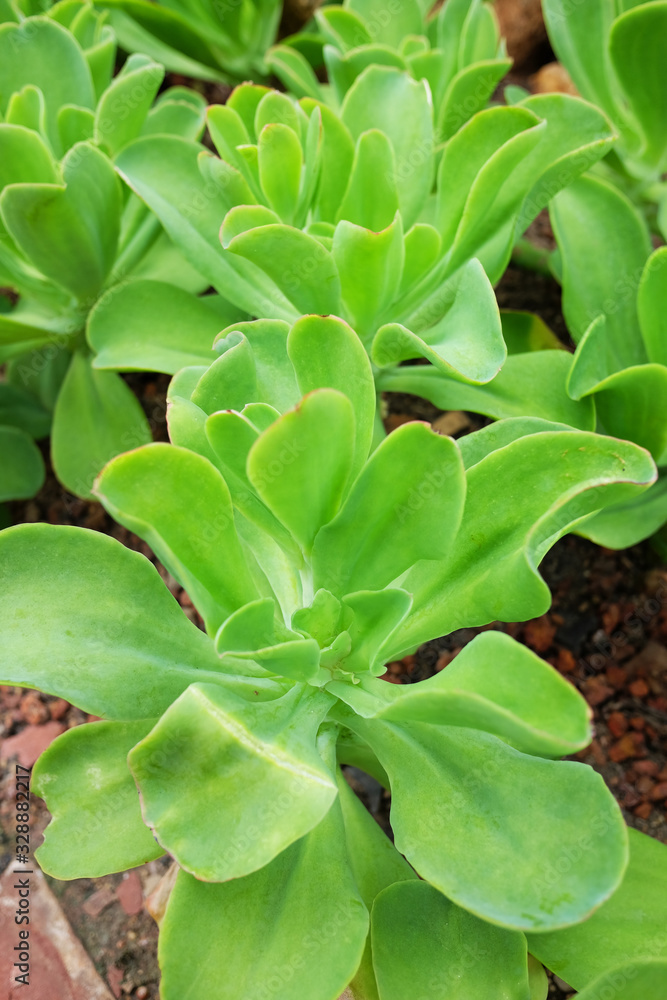 Obraz premium Blooming Succulent plants and green leaves ground cover in desert park and cactus garden