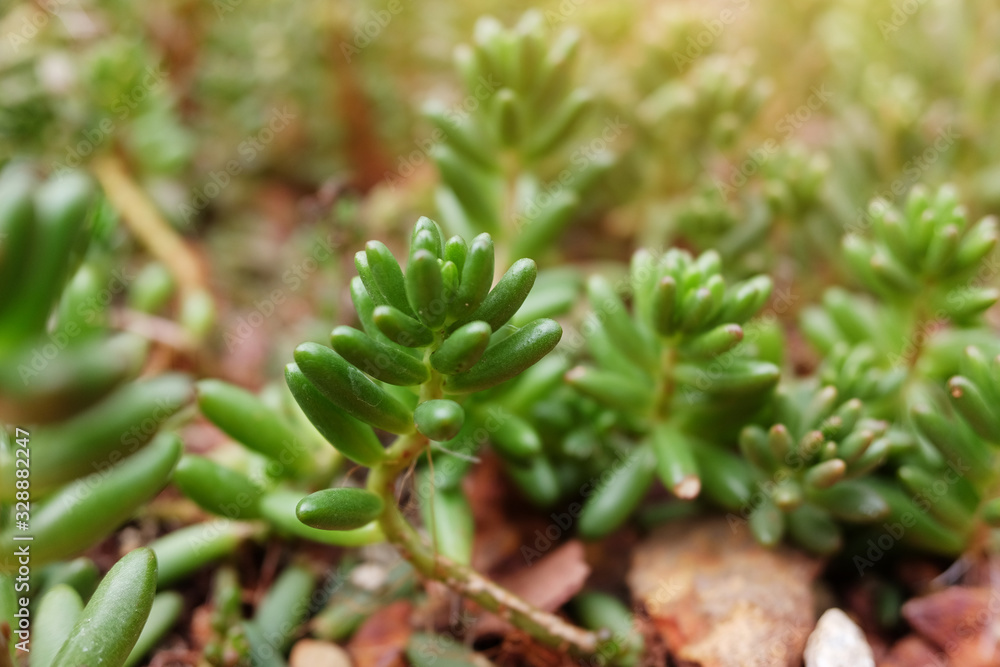 Fototapeta premium Blooming Succulent plants and green leaves ground cover in desert park and cactus garden. Astridia or Aizoaceae on Brown pumice stone