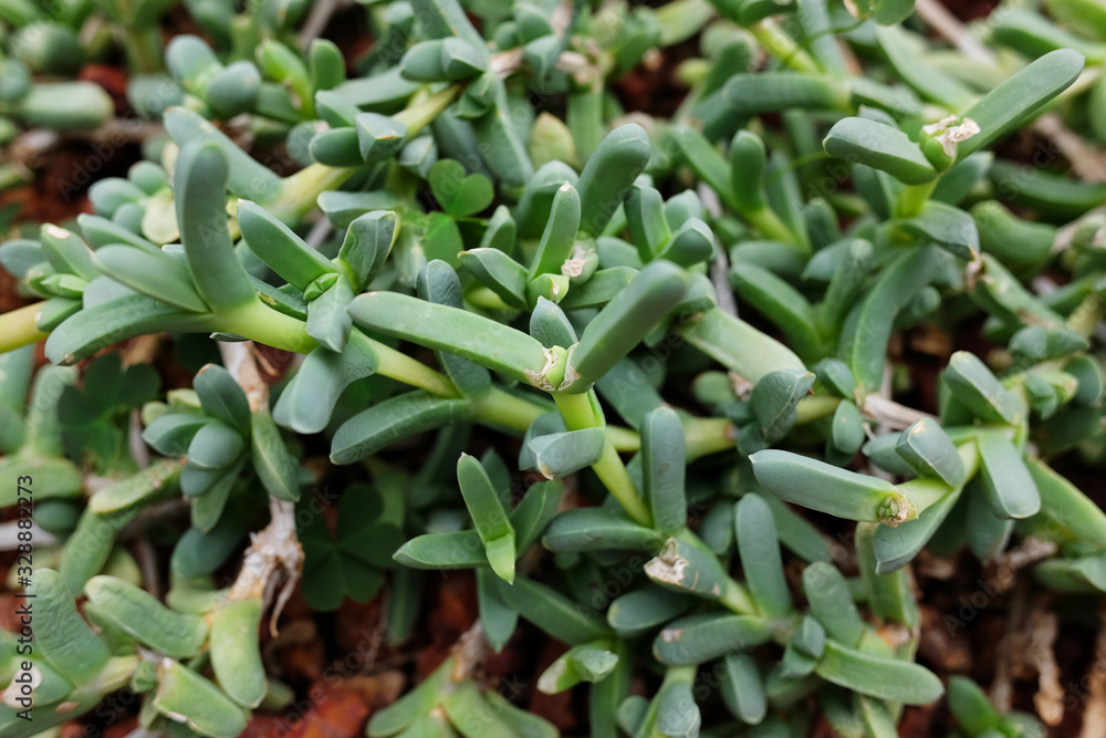 Blooming Succulent plants and green leaves ground cover in desert park and cactus garden. Astridia or Aizoaceae on Brown pumice stone Blooming Succulent plants and green leaves ground cover in desert park and cactus garden. Astridia or Aizoaceae on Brown pumice stone