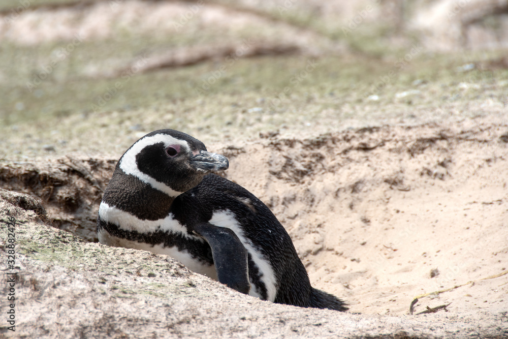 Fototapeta premium Megellanic Penguin