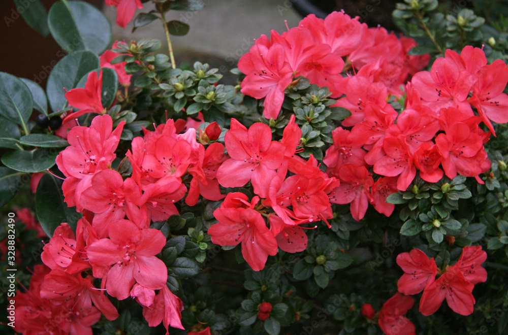 Bright, red flowers on an Azalea Bush Bright, red flowers on an Azalea Bush