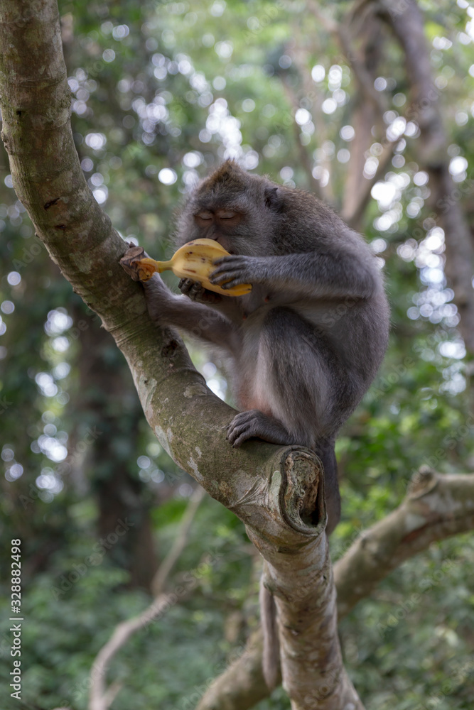 Obraz premium macaque