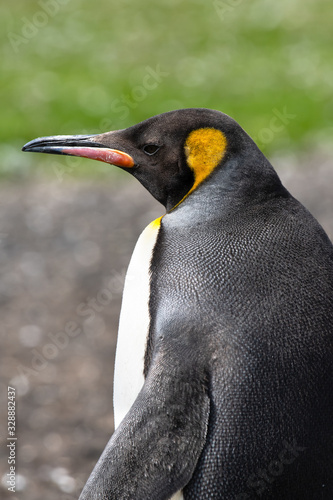 Portrait of a King Penguin