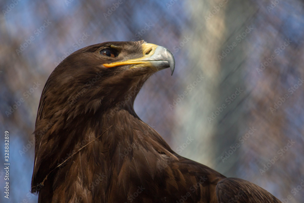 Fototapeta premium Hunter animal wait pray, big eagle